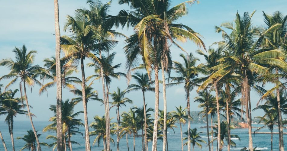 pexels-photo-1005417