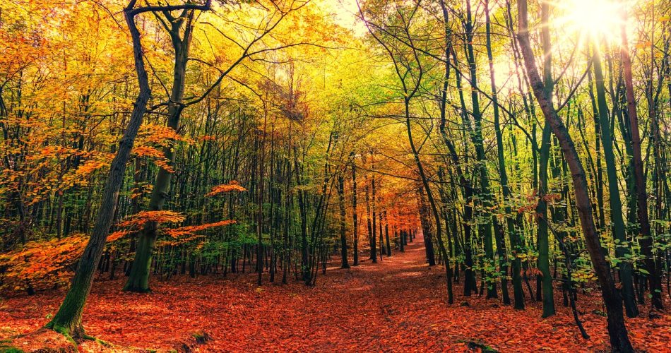 gf488999ba2c64bf402ae6e47975f394540e6acd06fbc6fdf575c0d535a956657eeff1edfec0c2a01893c718dac36eb2540c12390ed86d19029b085c797e2a73f_1280