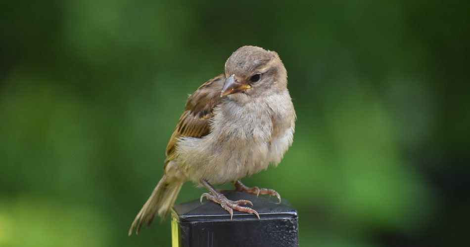 g3ffd49b46279df214fb639b8bcaa9139a2c925a39e2ee739c113b3133e6f9854307a02f93ef22f637cdf83f218e29383f120f3e9c1fef4f5a77fb9b1673838b5_1280